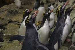 Central Park Zoo Introduces Macaroni Penguins To Polar Circle Exhibit